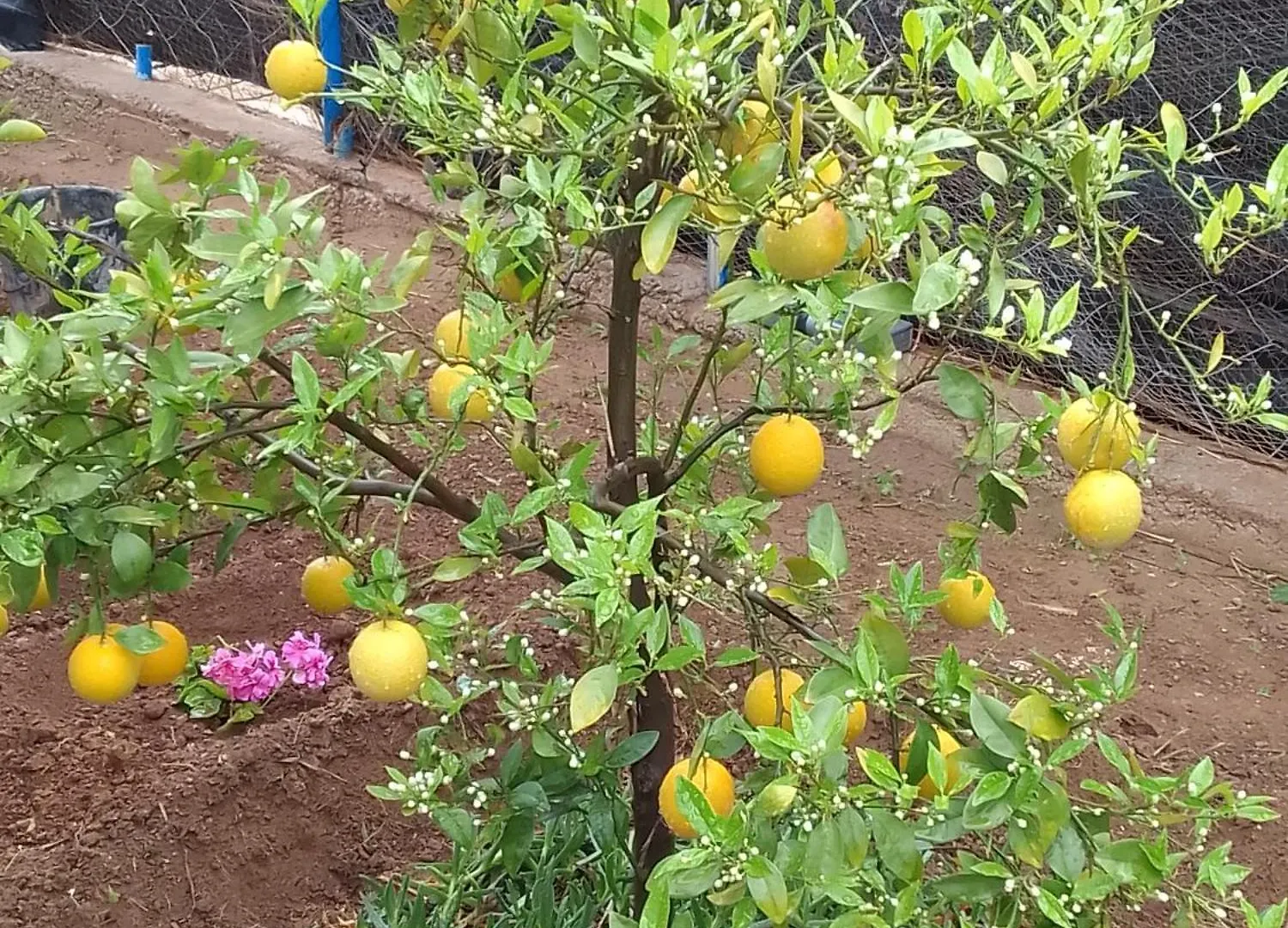 אגאדיר Appartement Imiwadar 0*,
